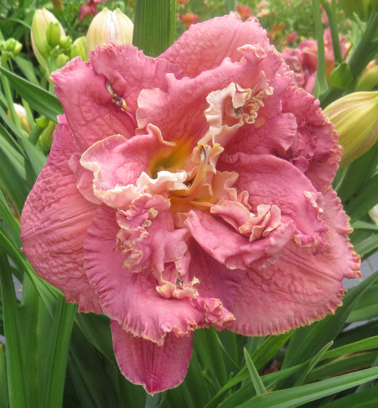 'Word of Honor' (Joiner, 2003)