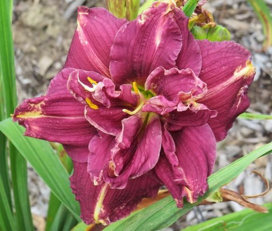 'Worthy One' (Wild, 1988)