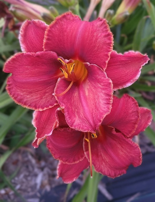 'Year of the Dragon' (Pearce-G., 2012)