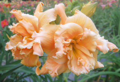 Daylily Seeds:  'Your Side of the Mountain' x 'Here's to You Bill Robinson'