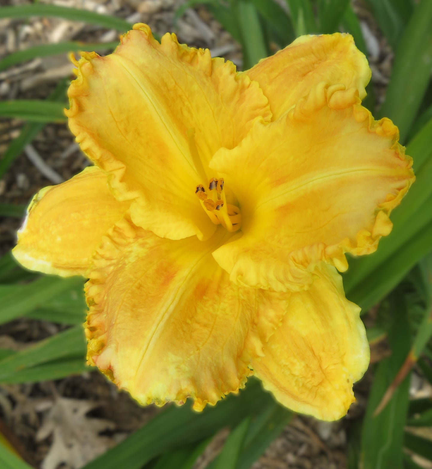 'Yuma' (Whatley, 1979)