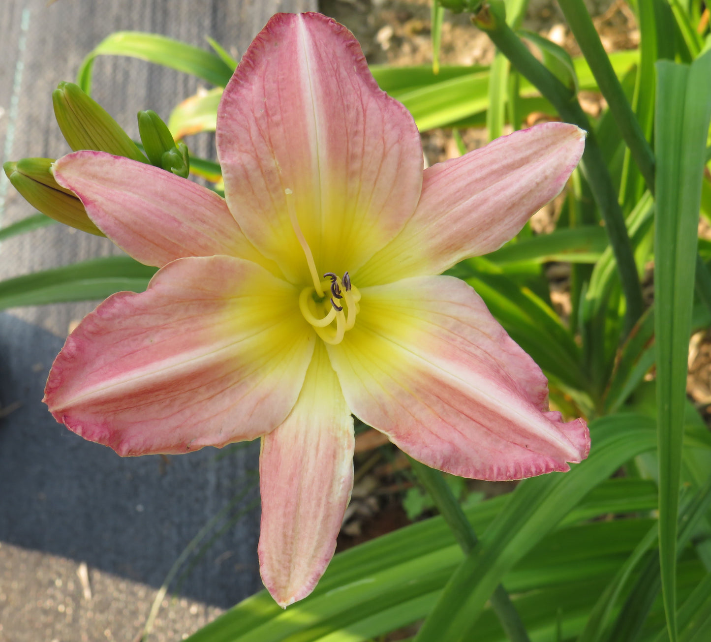 'Zola's Pink Nightgown'  (Webster-L., 2003)